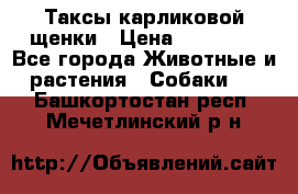 Таксы карликовой щенки › Цена ­ 20 000 - Все города Животные и растения » Собаки   . Башкортостан респ.,Мечетлинский р-н